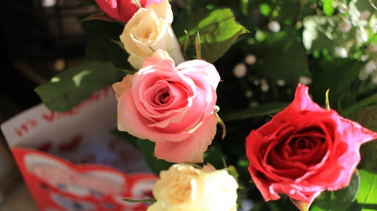 Close-up of a bouquet of pink, red, and white roses.